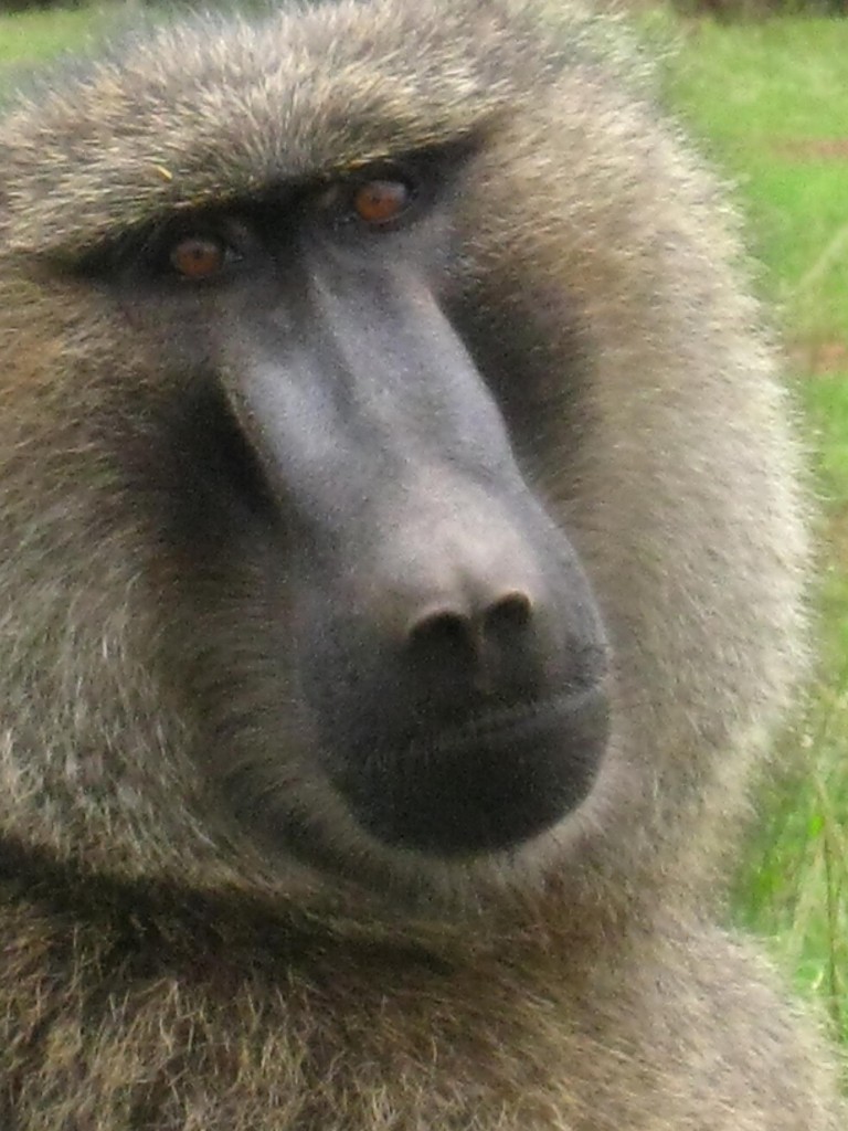 RWANDA Baboon 2009